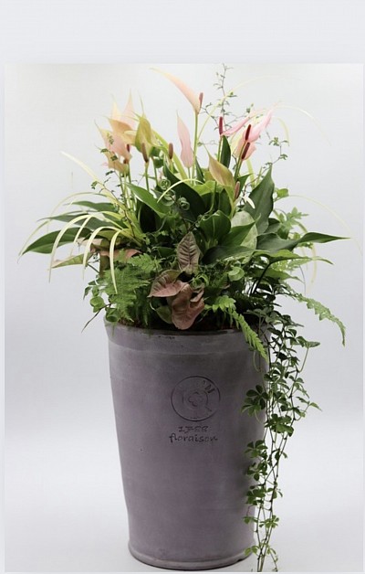 観葉植物のブリコラ