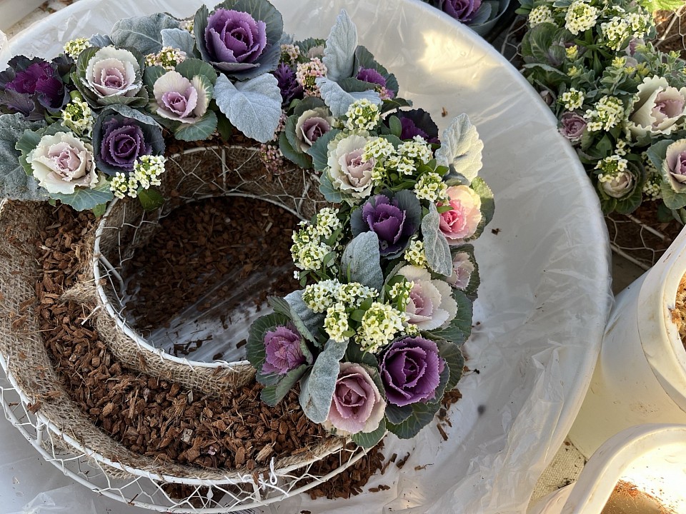 12月は葉牡丹リース！