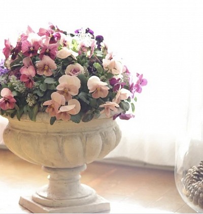 ビオラのマウント