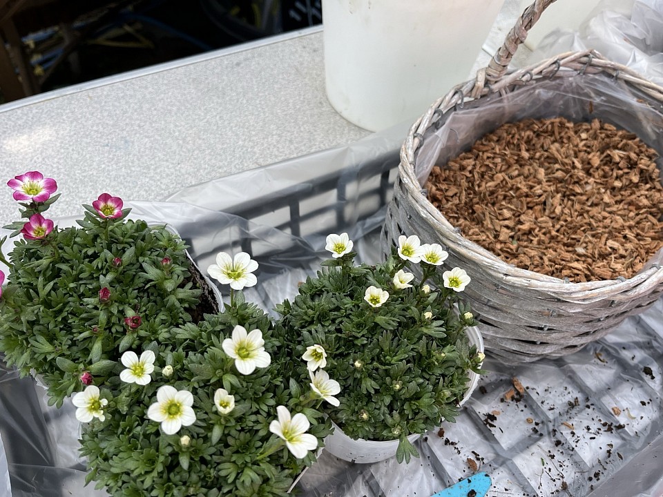 フリーレッスン